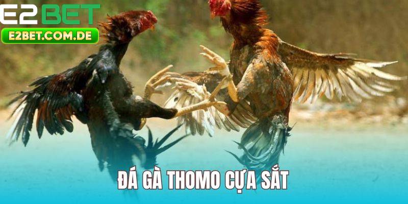 Đá Gà Thomo E2bet Uy Tín – Cá Cược Nhanh Chóng, An Toàn