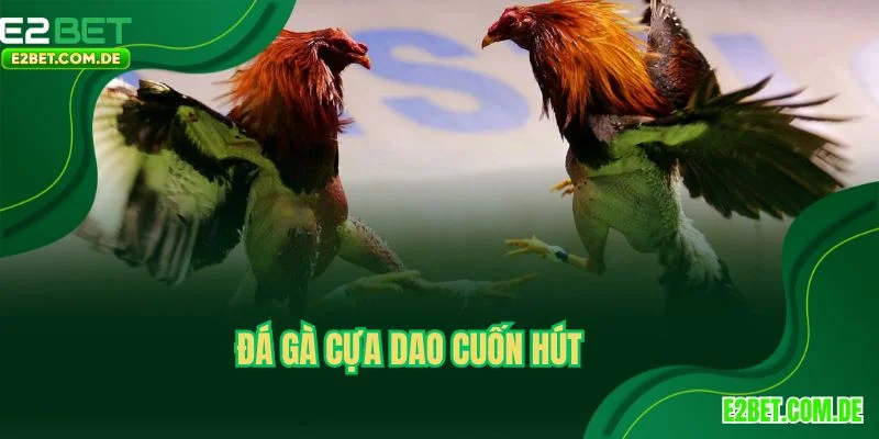 Đá gà cựa dao cuốn hút