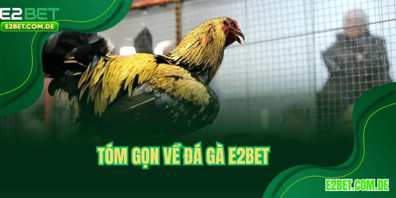 Tóm gọn về đá gà E2BET